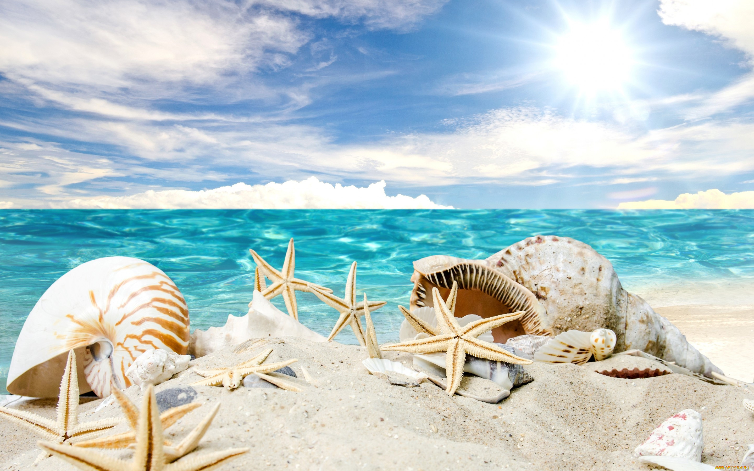, ,  ,    spa-, sand, summer, , , , , , beach, starfishes, seashells, sunshine, sea